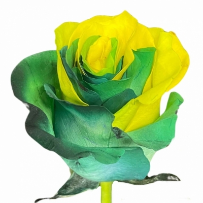 Vícebarevná ruže RAINBOW GREEN YELLOW 70 cm (XXL) EQ