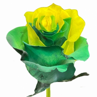 Vícebarevná ruže RAINBOW GREEN YELLOW 70 cm (XXL) EQ