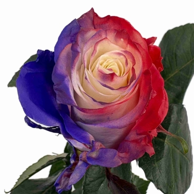 Vícebarevná růže RAINBOW LAVISH