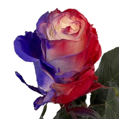 Vícebarevná růže RAINBOW LAVISH 70 cm (XXL) EQ