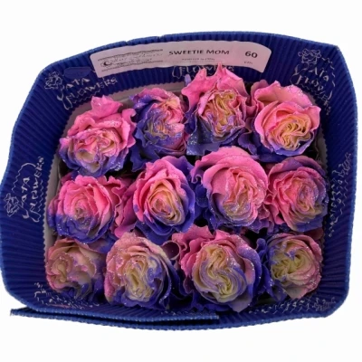 Vícebarevná růže RAINBOW SWEETIE MOM