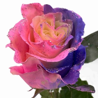 Vícebarevná růže RAINBOW SWEETIE MOM