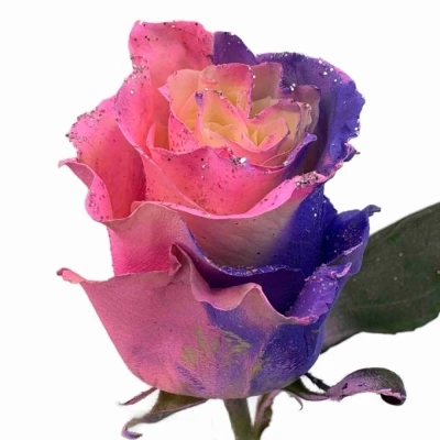 Vícebarevná růže RAINBOW SWEETIE MOM