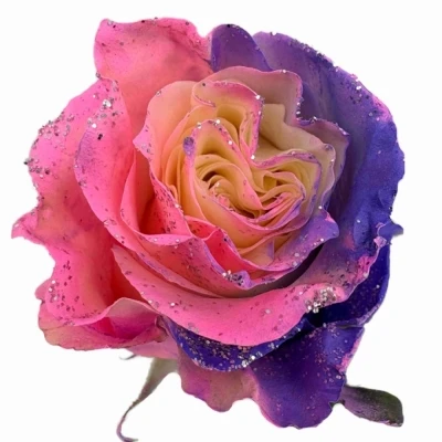 Vícebarevná růže RAINBOW SWEETIE MOM