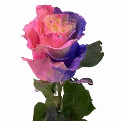 Vícebarevná růže RAINBOW SWEETIE MOM