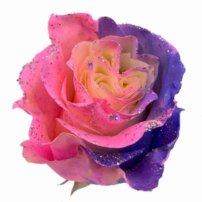 Vícebarevná růže RAINBOW SWEETIE MOM