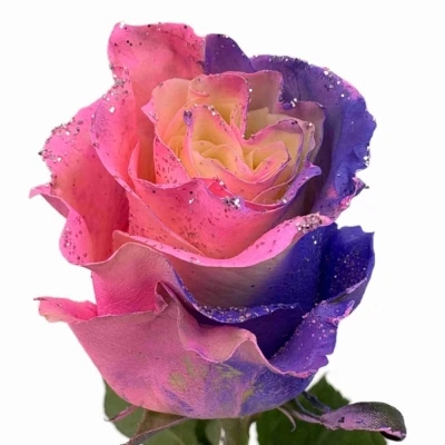 Vícebarevná růže RAINBOW SWEETIE MOM