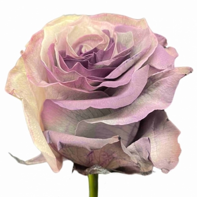 Vícebarevná růže YIN YANG BLACK