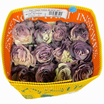 Vícebarevná ruže YIN YANG BLACK 70 cm (XXL) EQ