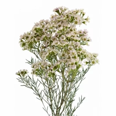 Voskáč DENMARK PEARL 60 cm / 40 g