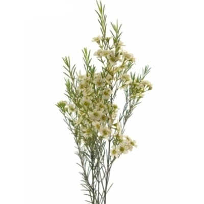 Voskáč MEGALOPETALUM GIL