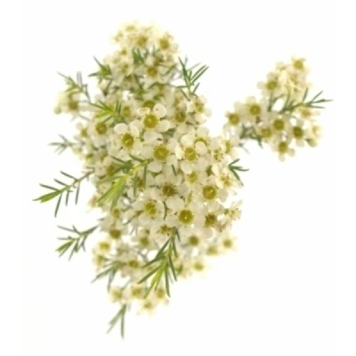 Voskáč MEGALOPETALUM GIL