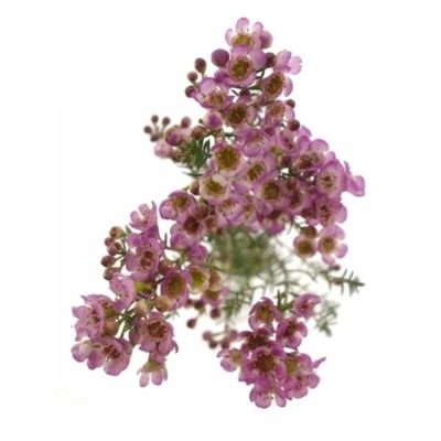 Voskáč MEGALOPETALUM GRAND ADI