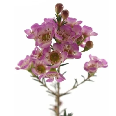 Voskáč MEGALOPETALUM GRAND ADI