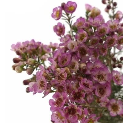 Voskáč MEGALOPETALUM GRAND ADI