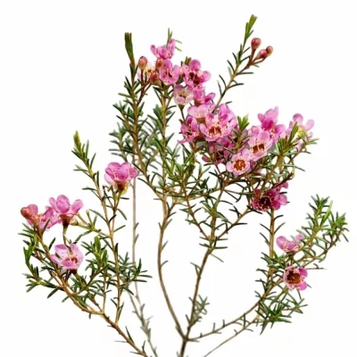 Voskáč MEGALOPETALUM SEXY GEM 70cm/20g