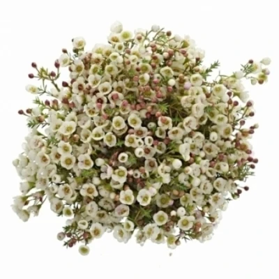 Voskáč MEGALOPETALUM SEXY MADONNA