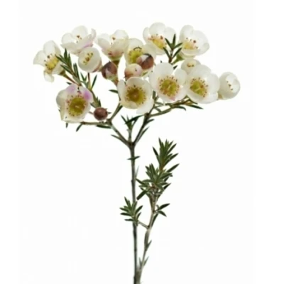 Voskáč MEGALOPETALUM SEXY MADONNA 55 cm / 25 g