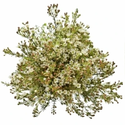 Voskáč MEGALOPETALUM SIRIUS