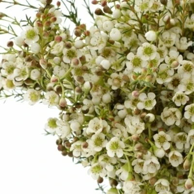 Voskáč MEGALOPETALUM SIRIUS