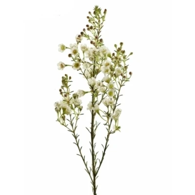 Voskáč MEGALOPETALUM SIRIUS 55 cm / 50 g