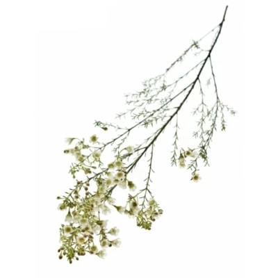 Voskáč MEGALOPETALUM SIRIUS