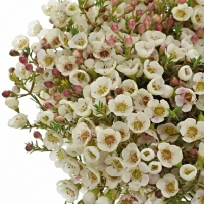 Voskáč MICRANTHUM LIRON