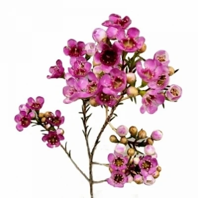 Voskáč NIEKS PRIDE