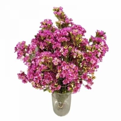 Voskáč NIEKS PRIDE