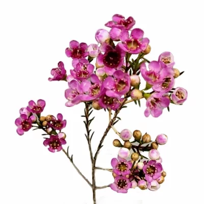 Voskáč NINAS DELIGHT 55cm/15g