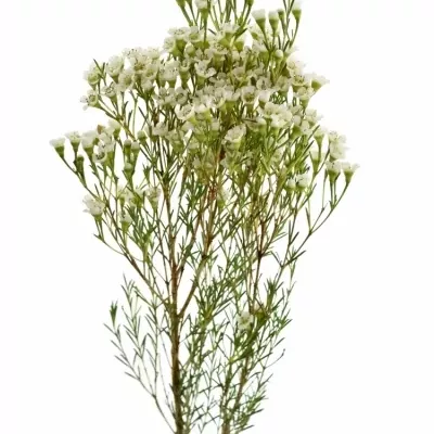 Voskáč PEARL BUTTONS 80 cm / 85 g 