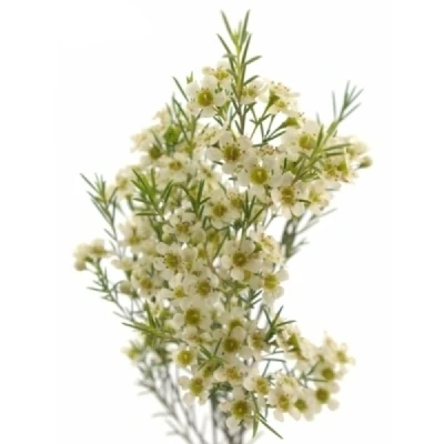 Voskáč PELACO 60 cm / 35 g