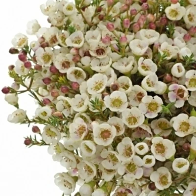 Voskáč RHIANNON 55 cm / 45 g