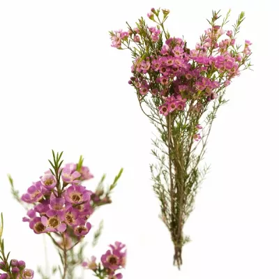 Voskáč STRAWBERRY SURPRISE 70cm/25g