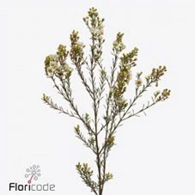 Voskáč UNCINATUM CARLYS WHITE 50cm/22g