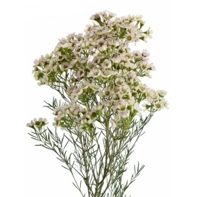 Voskáč UNCINATUM DOR 50 cm / 30 g