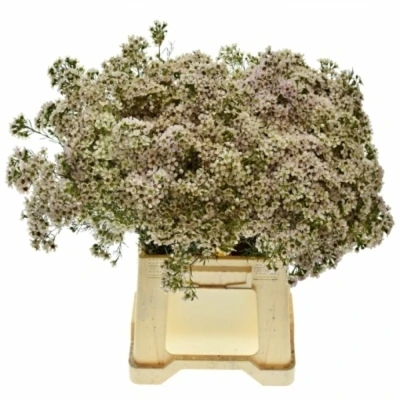 Voskáč UNCINATUM DOR