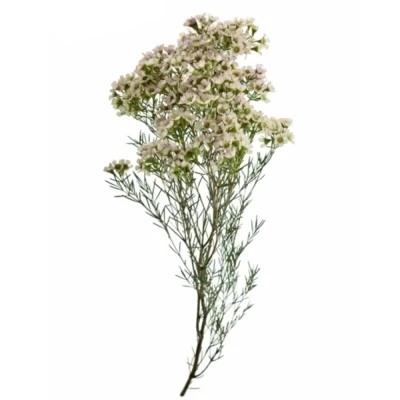 Voskáč UNCINATUM DOR