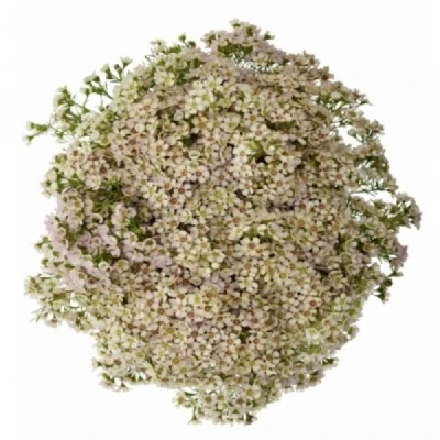 Voskáč UNCINATUM DORI