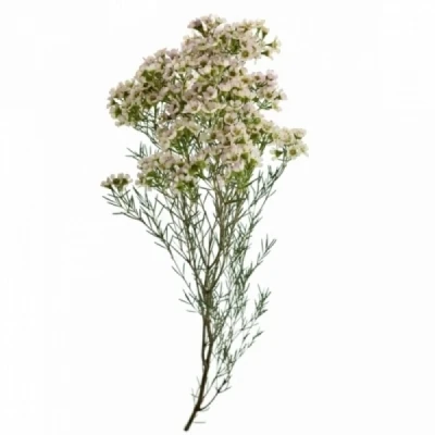 Voskáč UNCINATUM DORI