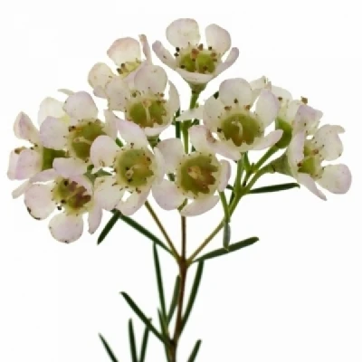 Voskáč UNCINATUM DORI