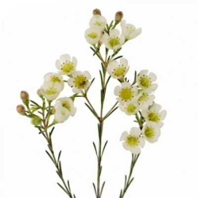 Voskáč UNCINATUM ELLA 70 cm / 30 g