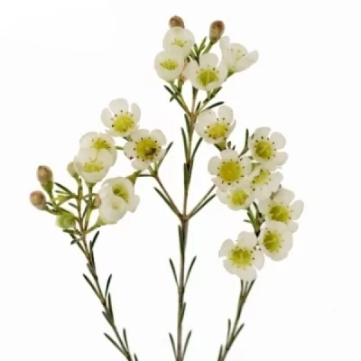 Voskáč UNCINATUM JENNY JANE 70 cm / 35 g