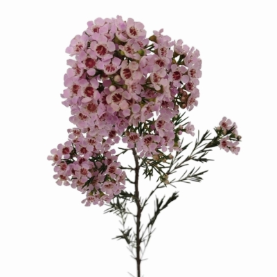Voskáč UNCINATUM PHOEBE 60cm/40g