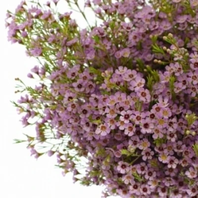 Voskáč UNCINATUM PINK SHINE