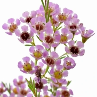 Voskáč UNCINATUM PINK SHINE 55 cm / 25 g