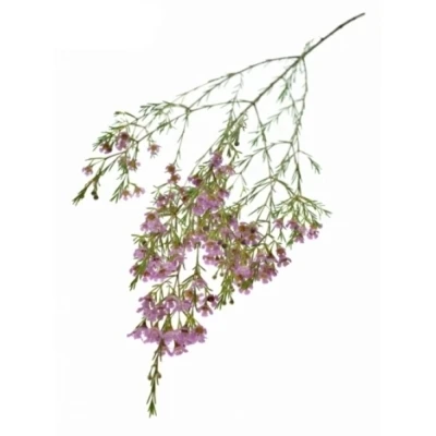 Voskáč UNCINATUM PINK SHINE