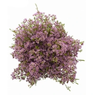 Voskáč UNCINATUM PINK SHINE