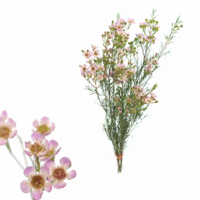 Voskáč UNCINATUM SEXY BLOOM 70cm/70g