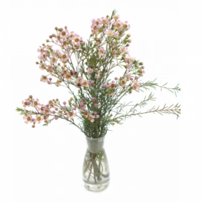 Voskáč UNCINATUM SEXY BLOOM